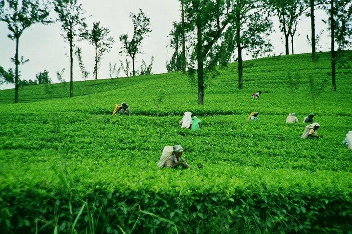 Kandy City Tour and Scenic Transfer to Ella from Sigiriya