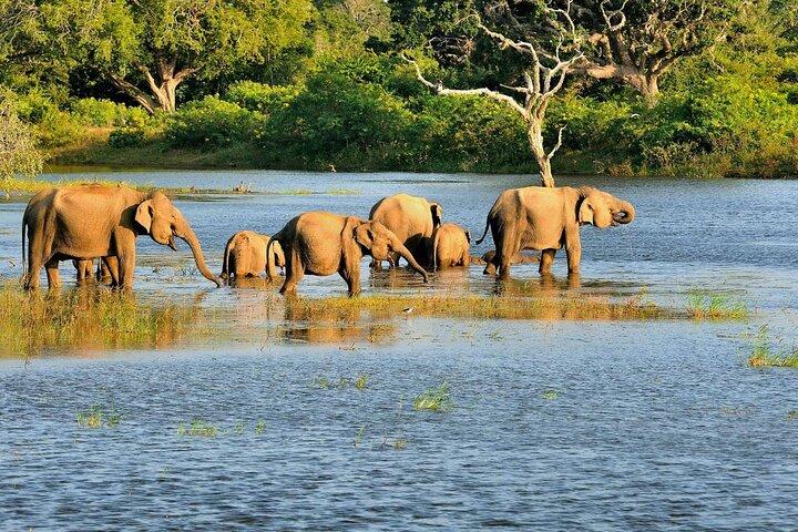 Bundala National Park All Inclusive Safari Tour from Hambantota