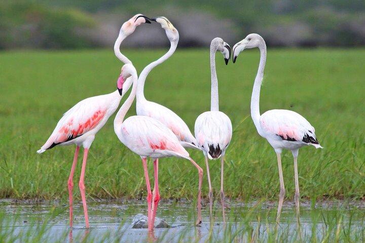 Bundala National Park All Inclusive Safari Tour from Hambantota