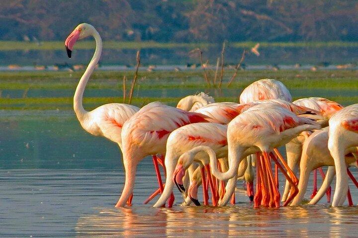 Bundala National Park All Inclusive Safari Tour from Hambantota
