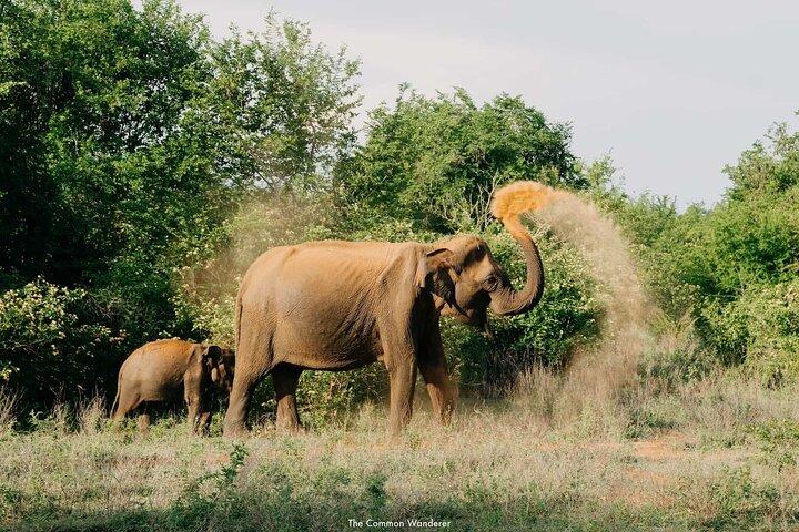Udawalawa National Park All Inclusive Safari Tour from Hambantota