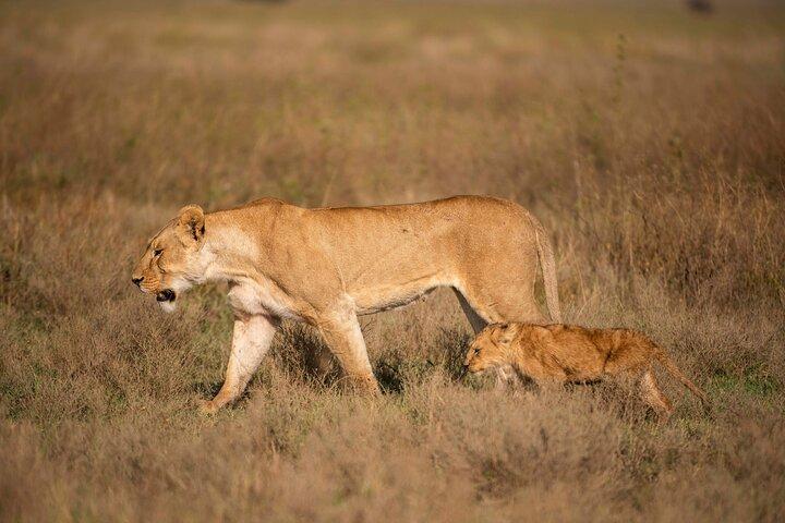 7-Days Private Budget Camping Safari with Walking Tour