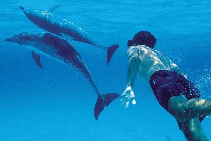 Mnemba Island Marine Safari Snorkeling and Dolphin Watching