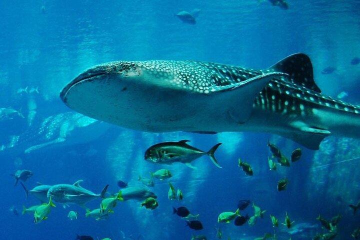 Mnemba Island Marine Safari Snorkeling and Dolphin Watching