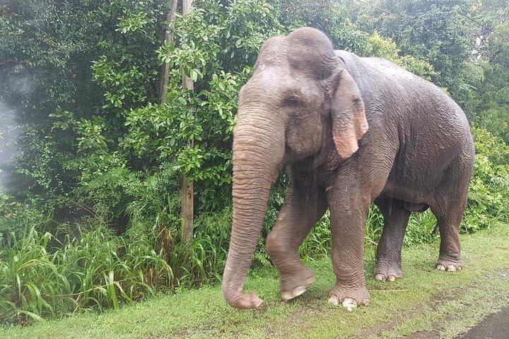 Minneriya Jeep Safari with Shopping Tour from Trincomalee