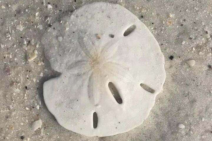 2.5 Hour Shell Key Island Adventure Including Dolphins And Shells