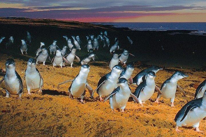 Puffing Billy Train and Phillip Island Penguin Parade Day Tour