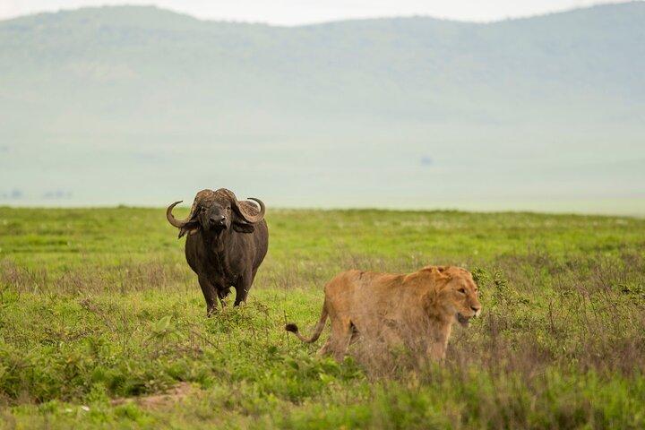 3 Days Private Mid-Range Lodge Safari