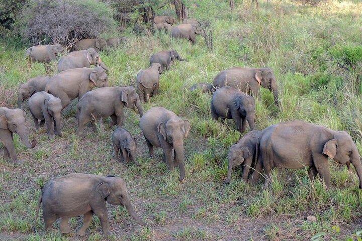 Minneriya Jeep Safari with Shopping Tour from Trincomalee