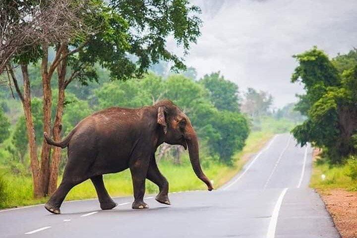 Minneriya Jeep Safari with Shopping Tour from Trincomalee