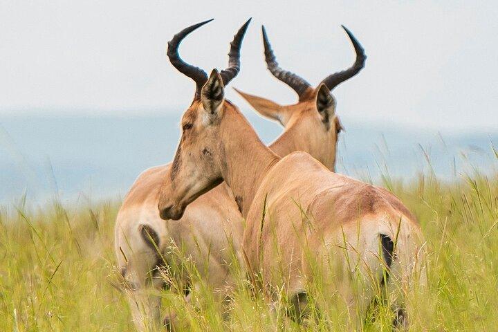 5 Days Private Mid Range Safari