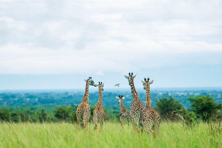 5 Days Private Mid Range Safari