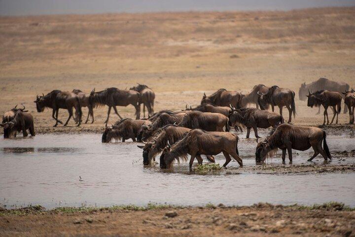 5 Days Private Mid Range Safari