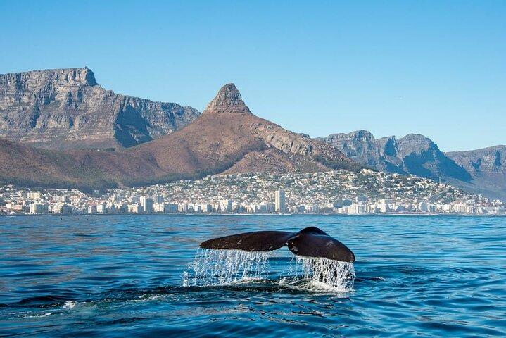 Whale Watching Tour from Cape Town