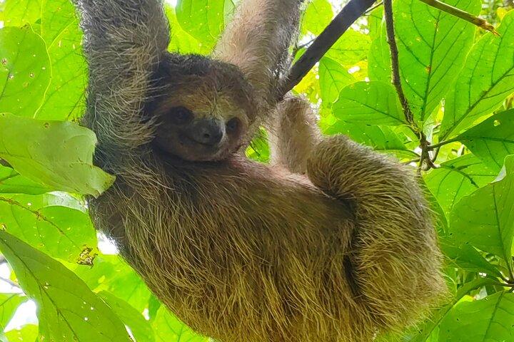 Sloths in the Rain Forest and Safari by the River