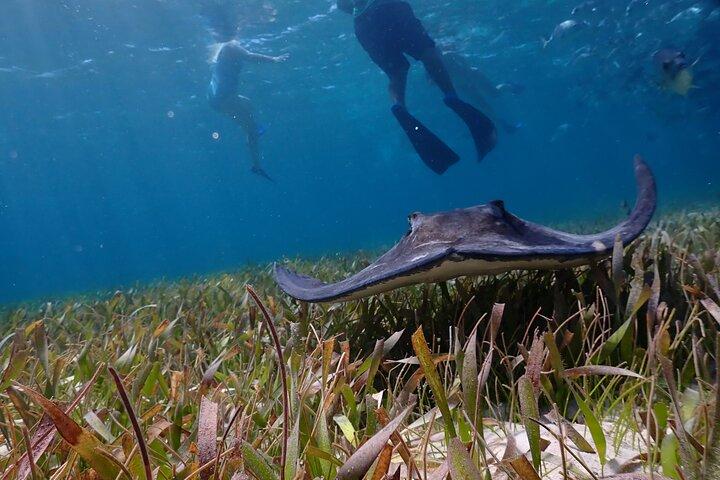 Hol Chan Marine Reserve and Shark Ray Snorkeling San Pedro Belize