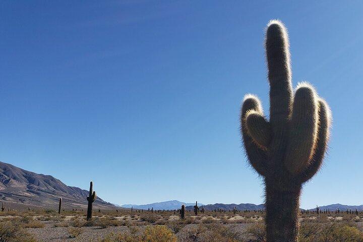 Cachi Full Day Tour with Los Cardones National Park