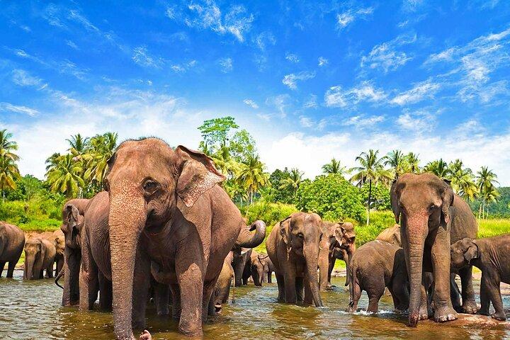 Sri Lanka 7 days Round Tour, Beaches & Safari Island Full Tour