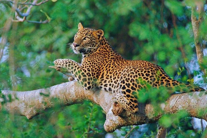 Sri Lanka 7 days Round Tour, Beaches & Safari Island Full Tour