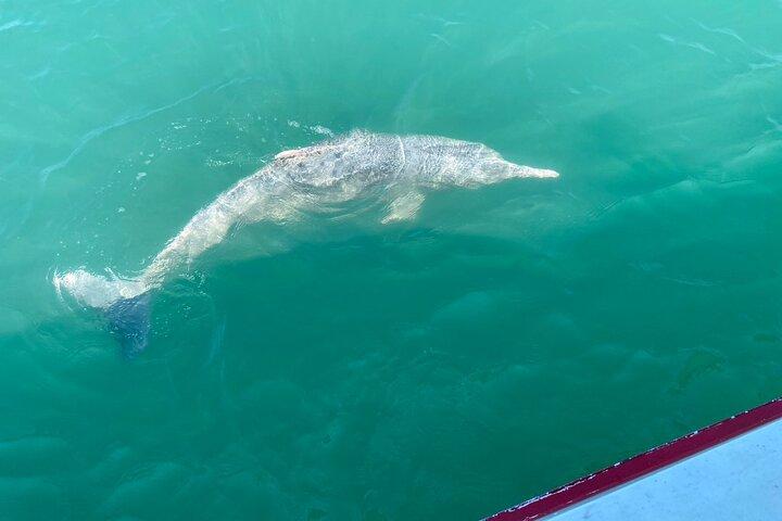 Dolphin Watching Tan and Pig Island Tour from Koh Samui