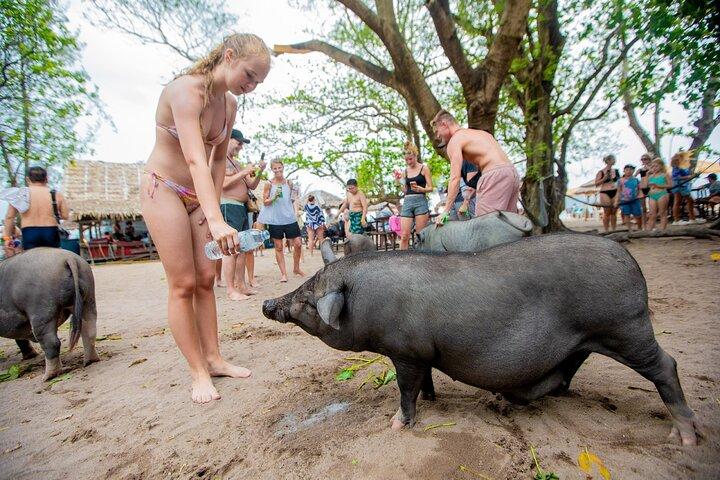 Dolphin Watching Tan and Pig Island Tour from Koh Samui