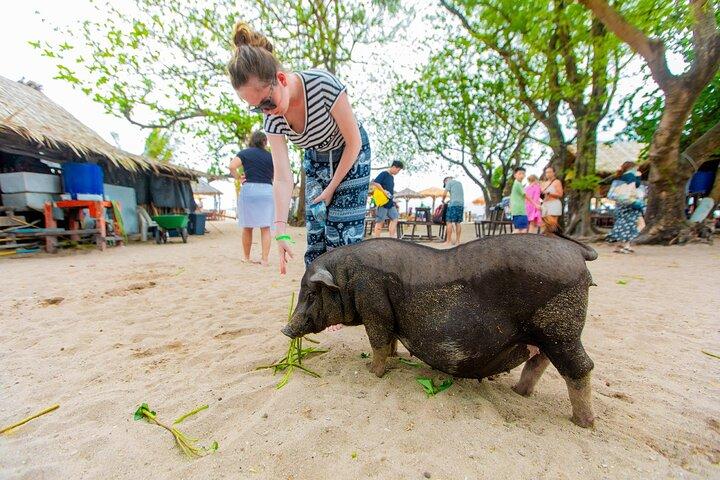 Dolphin Watching Tan and Pig Island Tour from Koh Samui