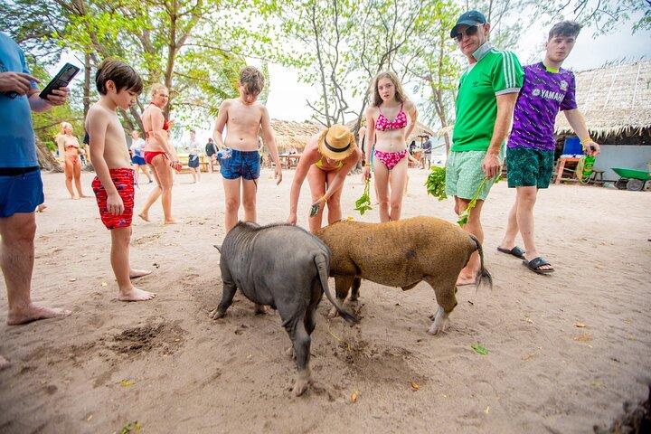 Dolphin Watching Tan and Pig Island Tour from Koh Samui