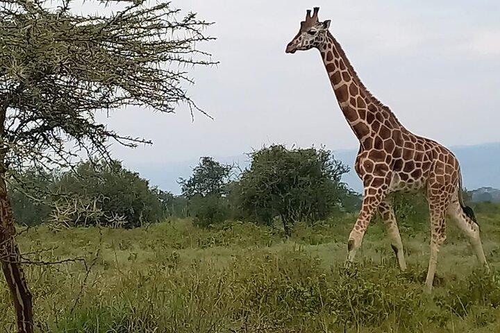 6 Days Masai Mara,Lake Nakuru & Naivasha,Amboseli & Accomodation