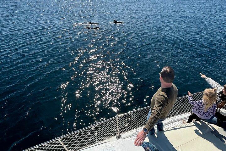 Estepona Boat Cruise: Dolphin Search, Swim, Drinks & Snacks