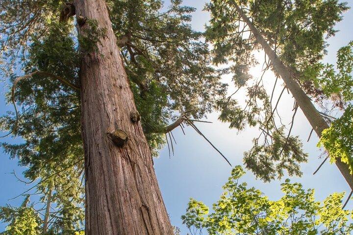 Vancouver Secrets of Stanley Park Walking Tour