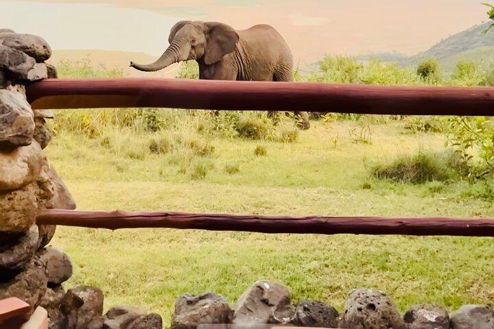 Tanzania Safari Odyssey Culture and Wildlife Unleashed 9 days