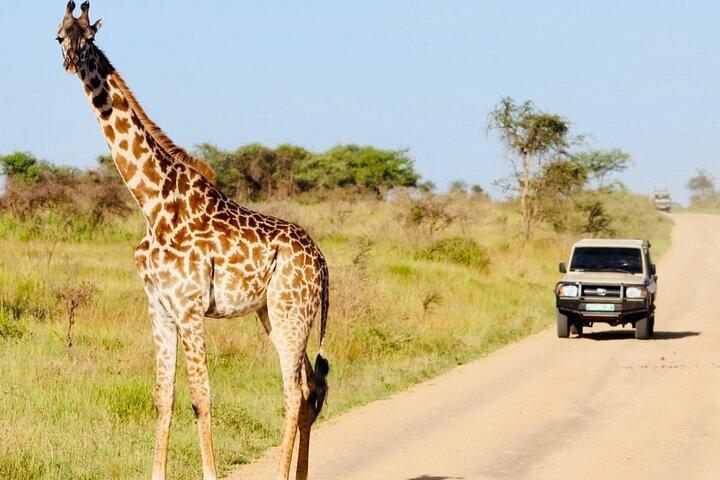 Tanzania Safari Odyssey Culture and Wildlife Unleashed 9 days