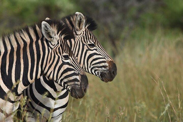 Addo Elephant National Park Private Tour