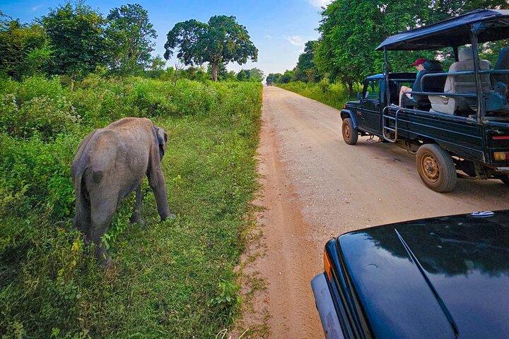 Udawalawa National Park Private Safari Tours