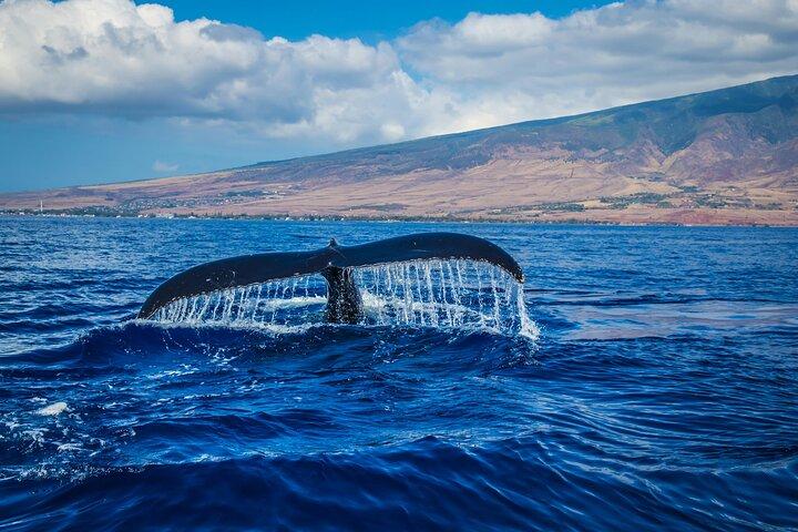 Private Guided Whale Watching Activity in Cape Town