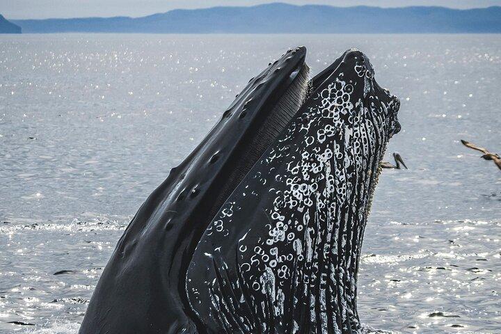Private Guided Whale Watching Activity in Cape Town