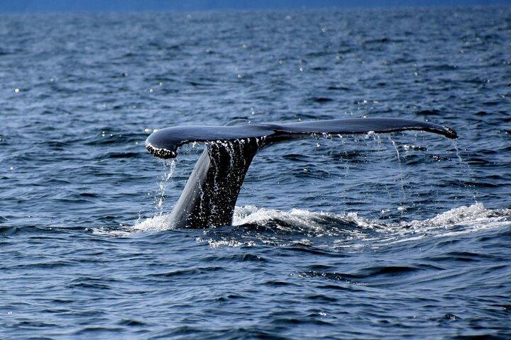 Private Guided Whale Watching Activity in Cape Town