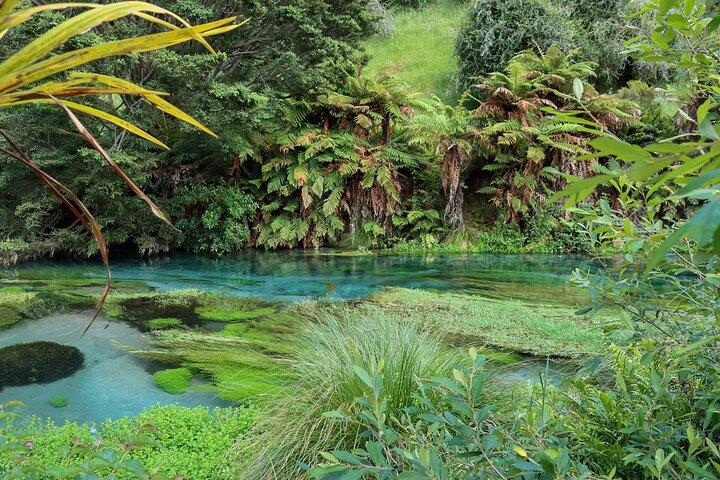 Hunua Falls and Blue Springs (Te Waihou): Private Tour