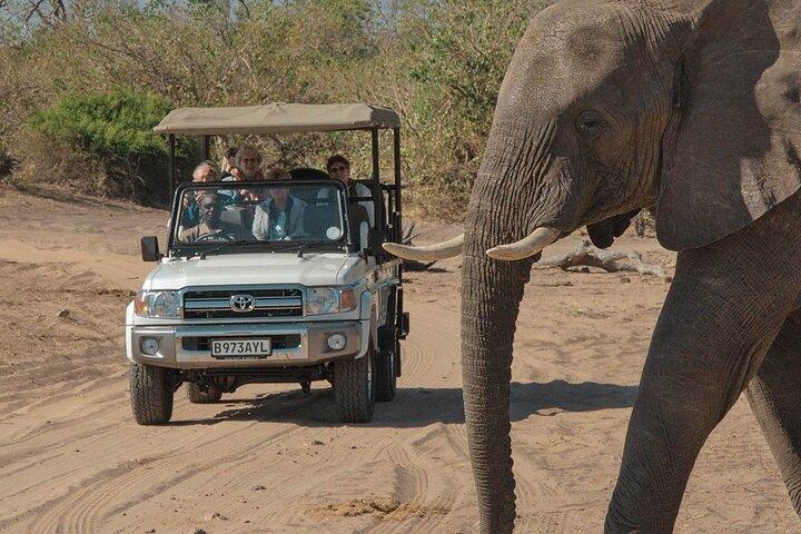 Chobe National Park with Lunch: From Victoria Falls Zimbabwe