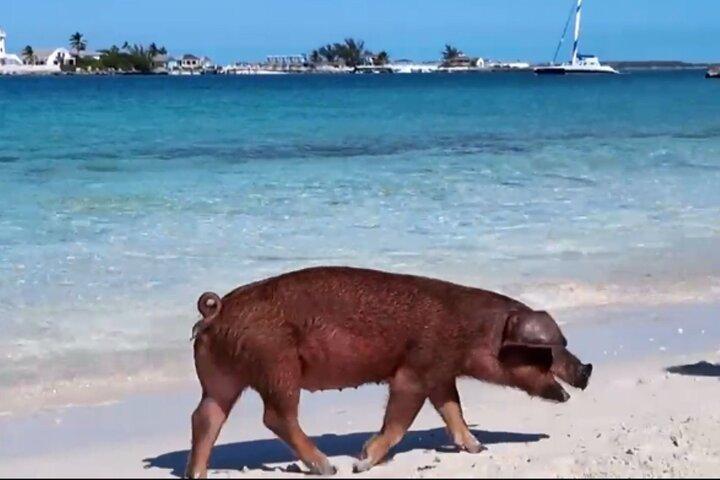 Swimming Pigs, Snorkeling and Beach Tour in Nassau Bahamas