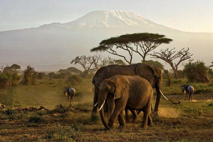 7-Day Masai Mara, Nakuru, Naivasha & Amboseli Kenya Budget Safari