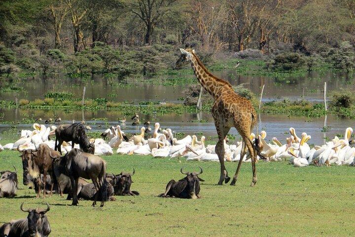 7-Day Masai Mara, Nakuru, Naivasha & Amboseli Kenya Budget Safari
