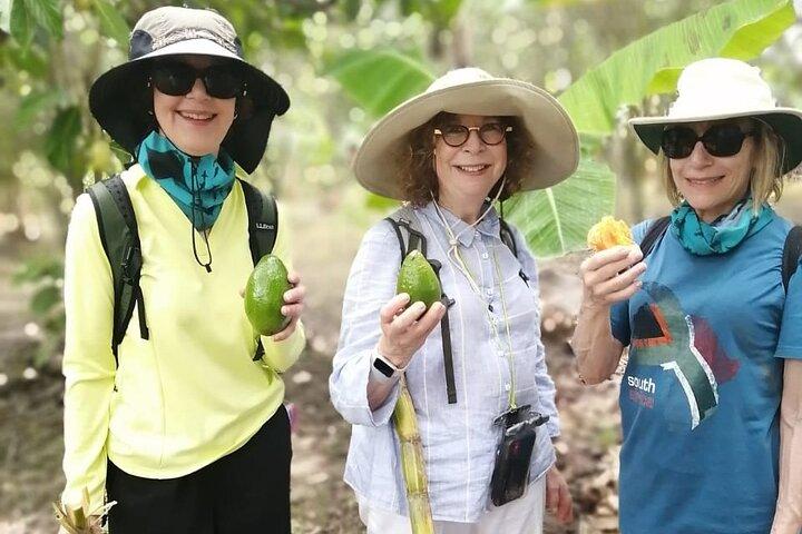 Cocoa and Tropical Fruits Farm with Fine Chocolate Experience