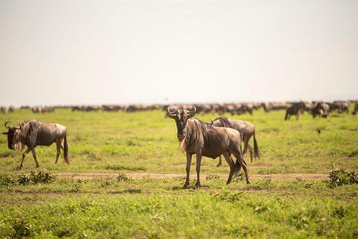 3 Days Private Mid-Range Lodge Safari