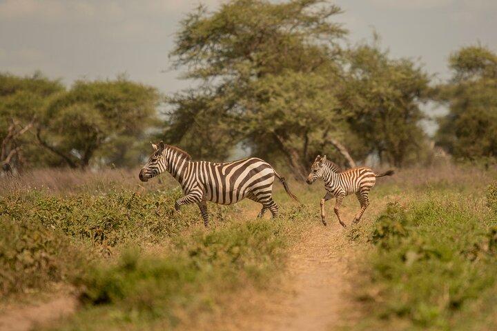 3 Days Private Mid-Range Lodge Safari