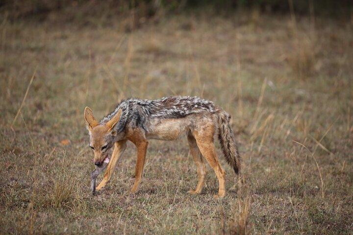 5 Day Safari Explore Masai Mara, Lake Naivasha and Nakuru