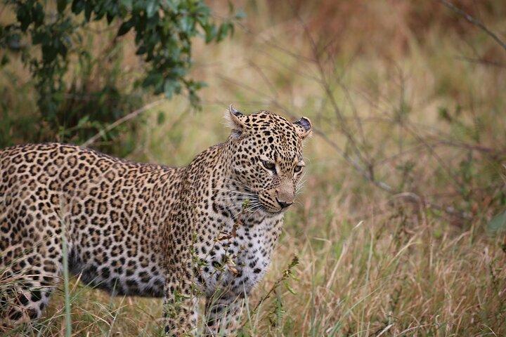 5 Day Safari Explore Masai Mara, Lake Naivasha and Nakuru
