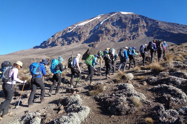 7 Days MT Kilimanjaro Private Hiking VIA Lemosho Route
