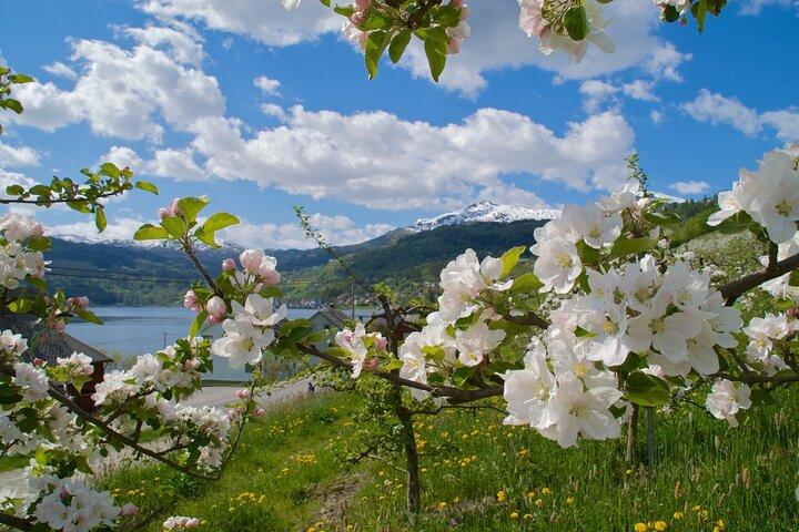 Bergen: Hardangerfjord, Waterfalls, Culture & Apple pie