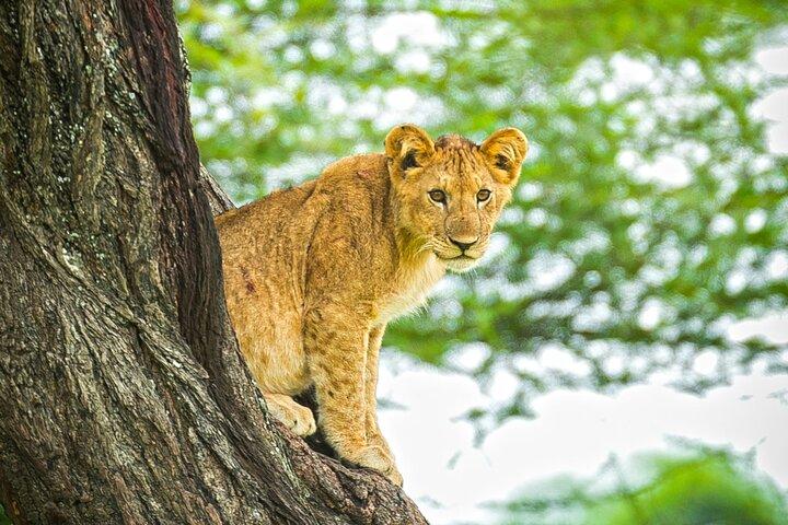 Ngorongoro Crater Private Tour Day Trip